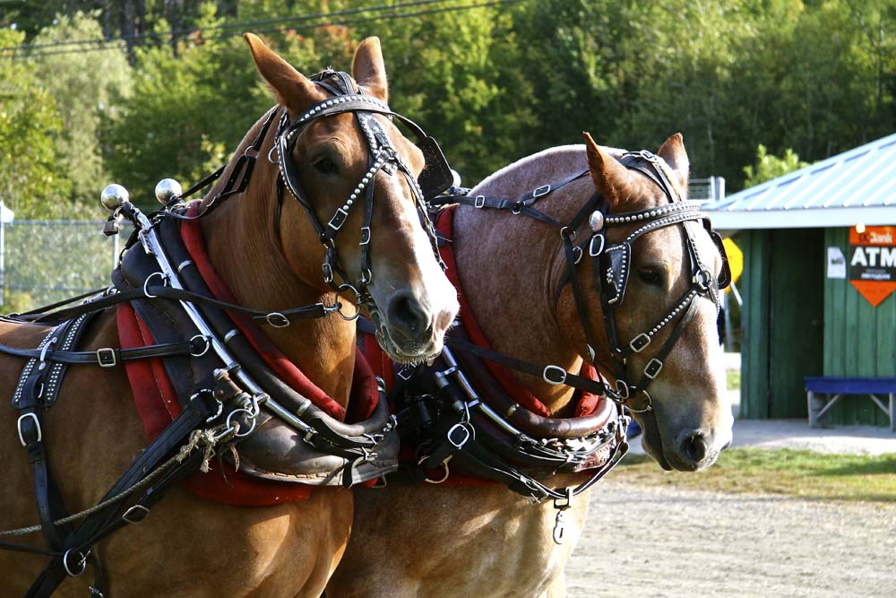 2026 Queens County Fair